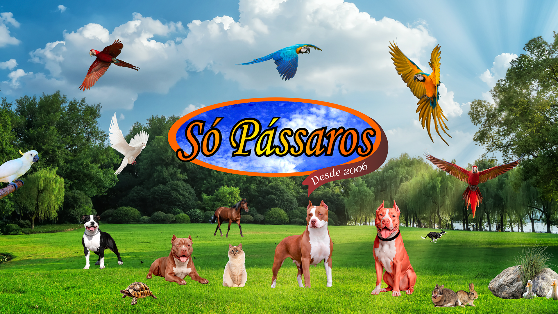 Só Pássaros