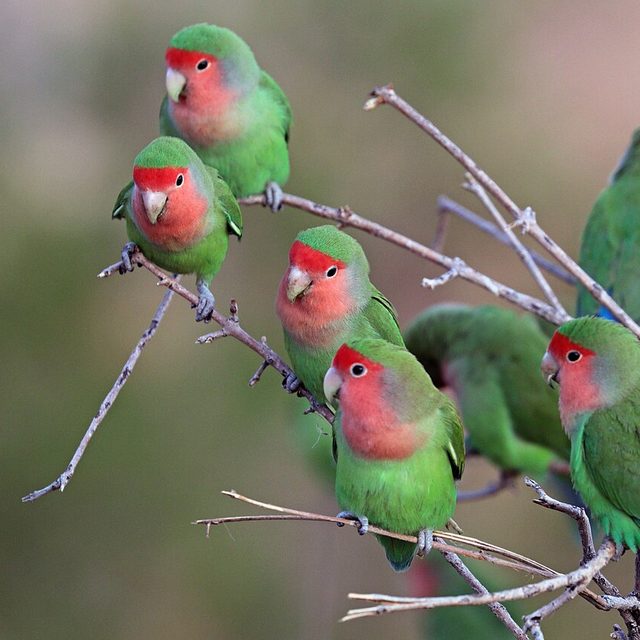Agapornis