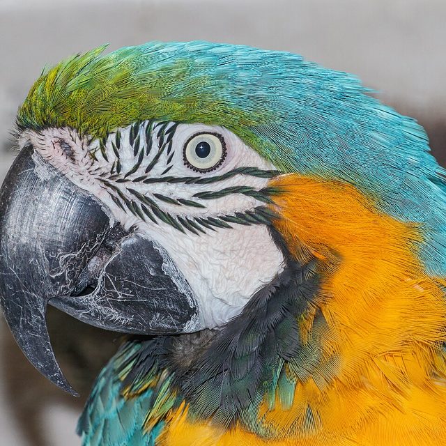 Arara
