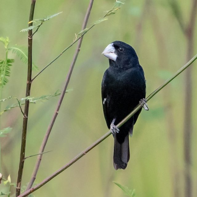 Bicudo