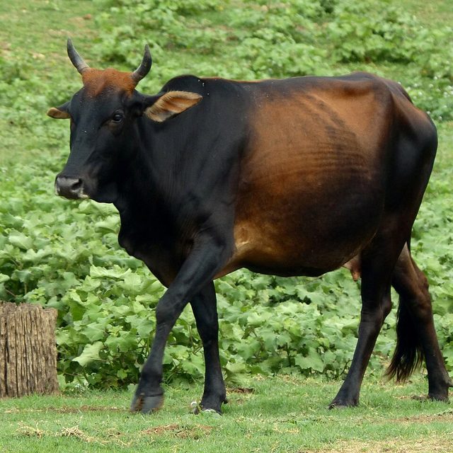Bovino