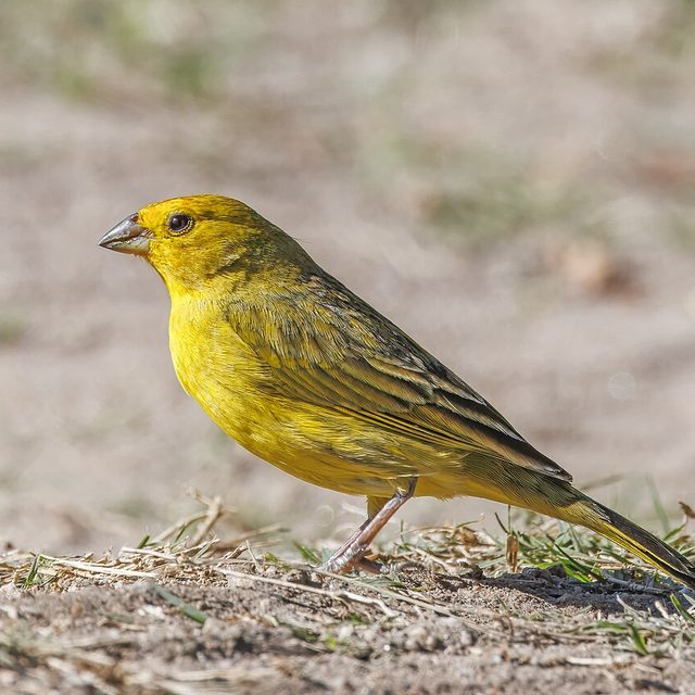 Canário