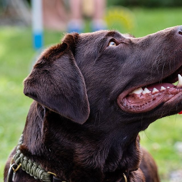 Cão