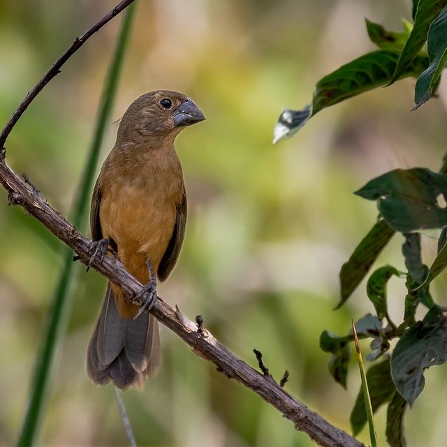 Curió