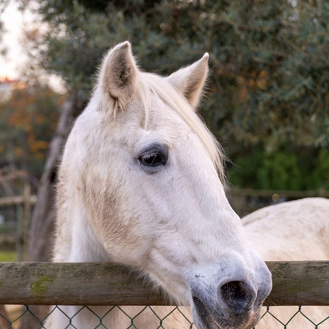 Equino