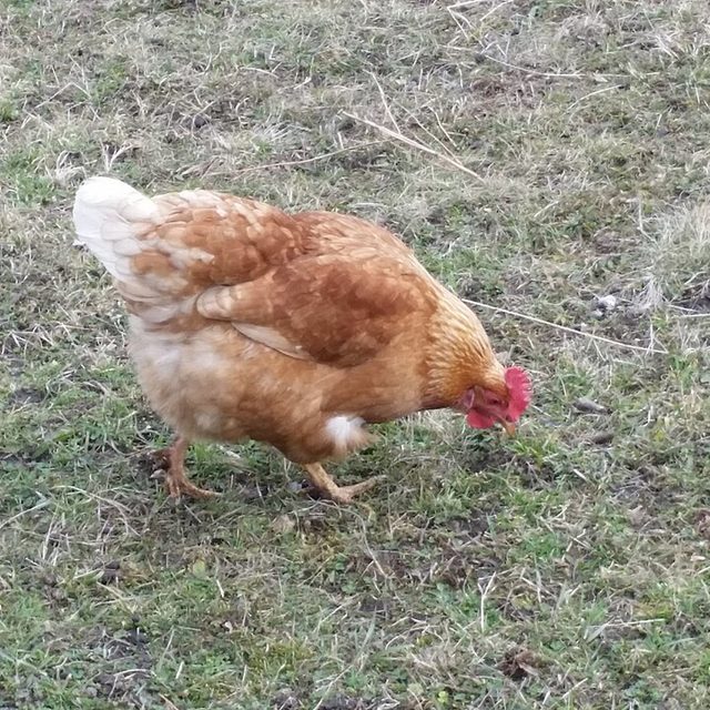 Galinha