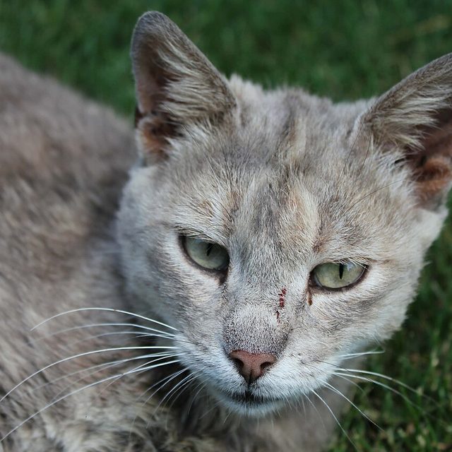 Gato