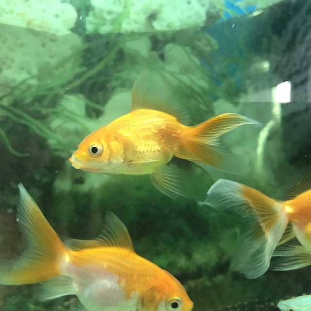 Peixe