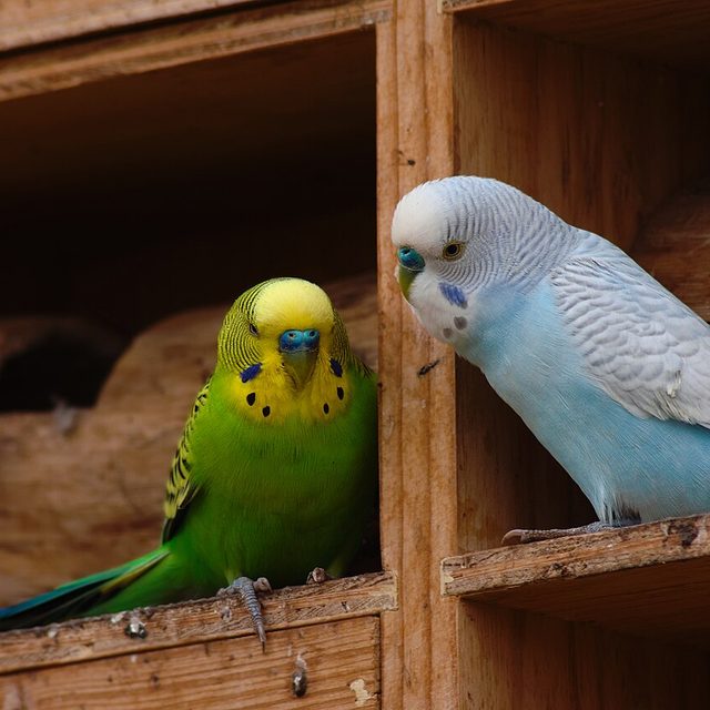 Periquito