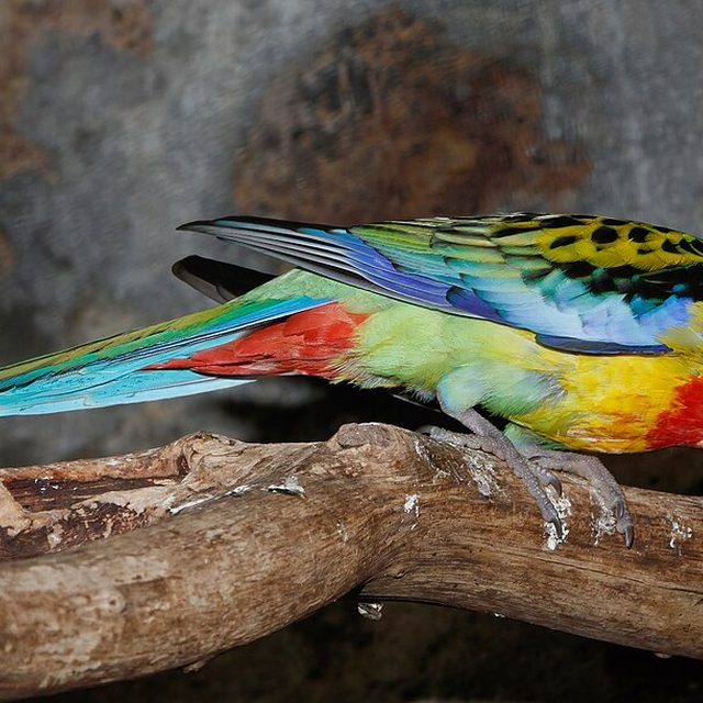 Rosella